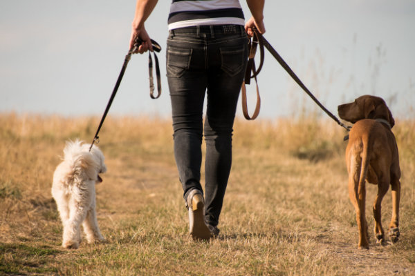 Frau geht mit 2 Hunden spazieren