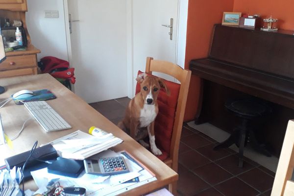 Hundetraining